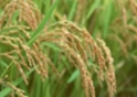 *Riceland Foods -- PBH Natures Media Amendment 